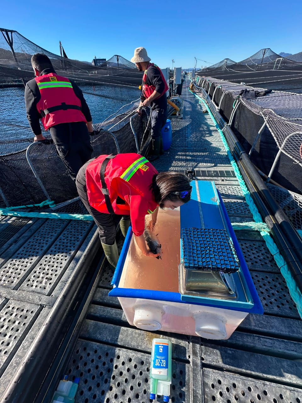Equipo trabajando en una plataforma de cultivo de salmones